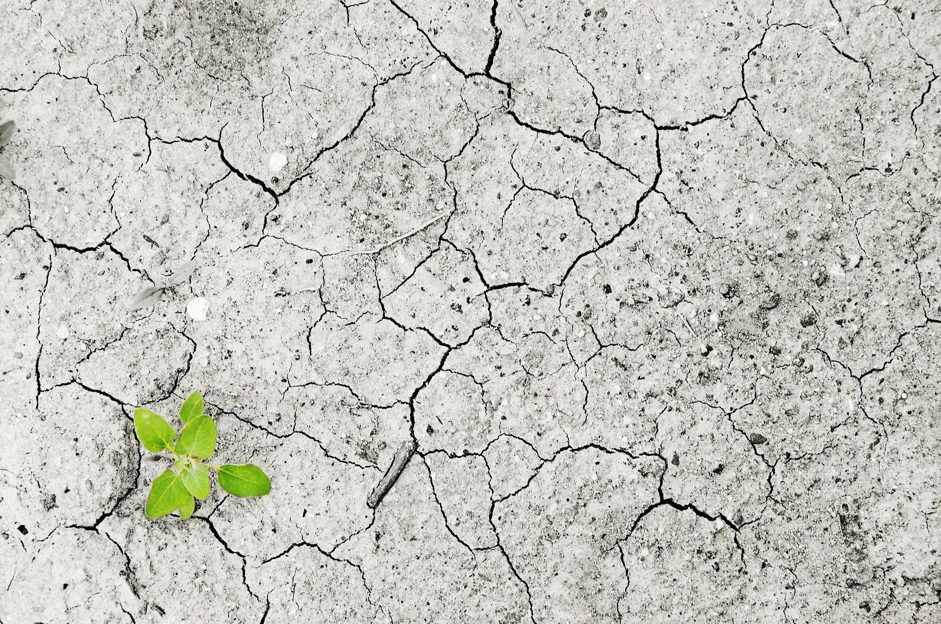 Small green plant sprouting through cracked, dry gray earth